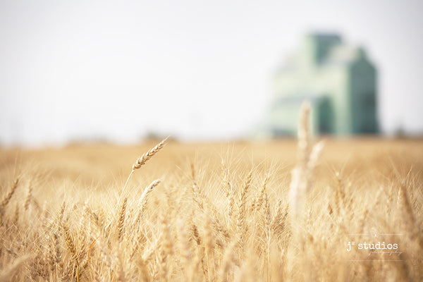 Intimate image of strands of wheat in a farmers field with a grain elevator blurred out in the background. Dreamy Canadian prairies photograph.