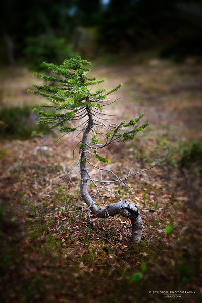 Life Grows Here