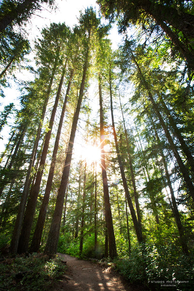 Walk in the Woods
