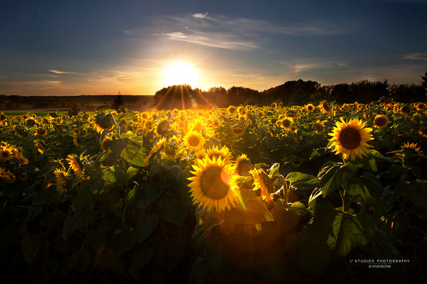 Sunflowers Aglow