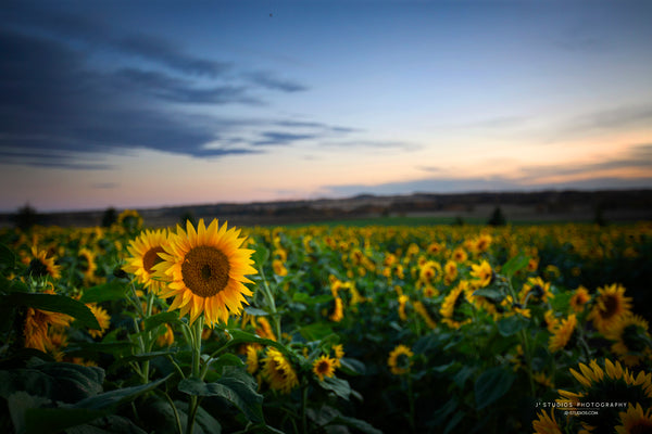Sunflower Sunset