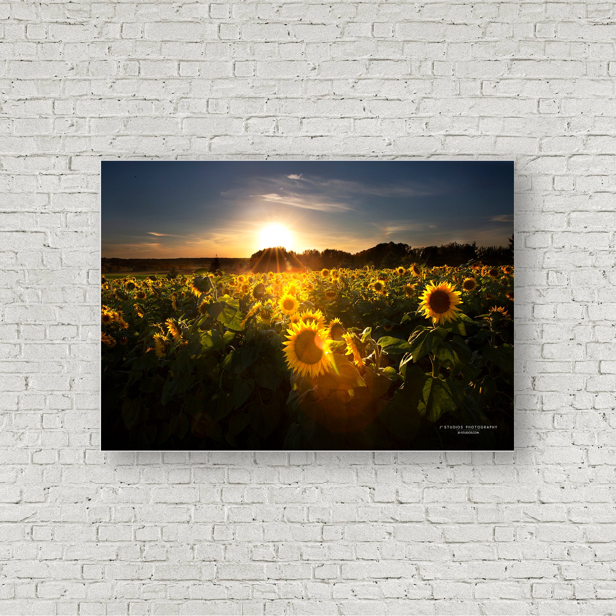 Sunflowers Aglow