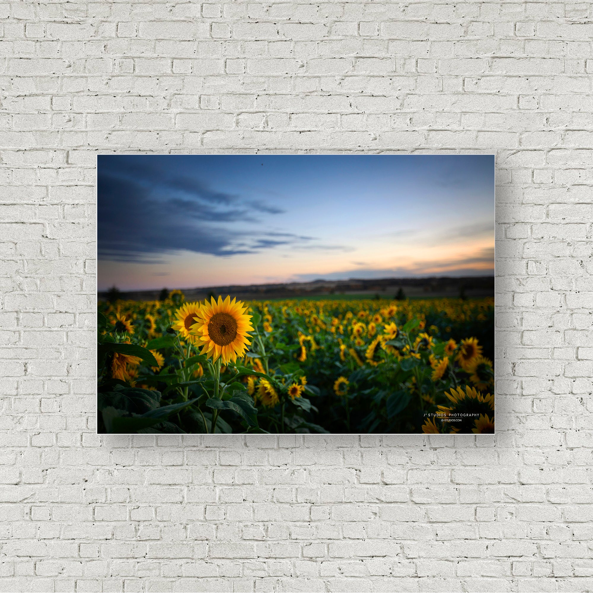 Sunflower Sunset
