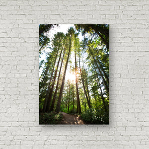 Walk in the Woods