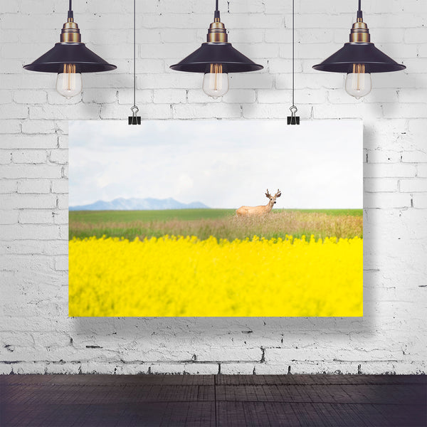 Deer in the Canola