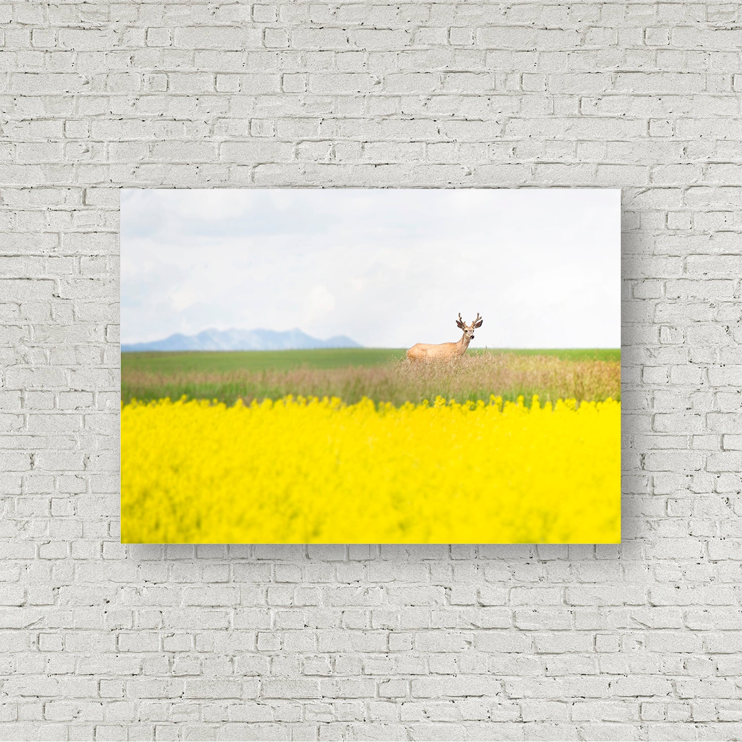 Deer in the Canola