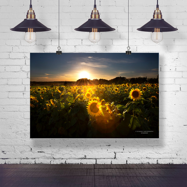 Sunflowers Aglow