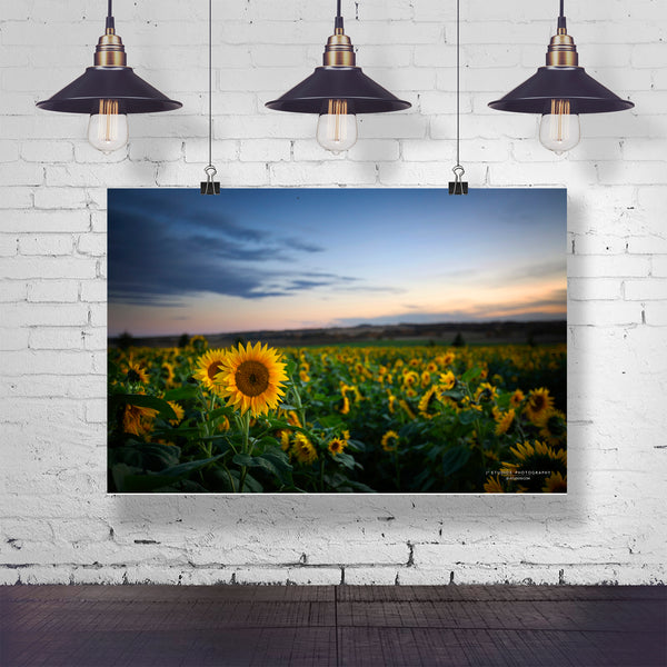 Sunflower Sunset