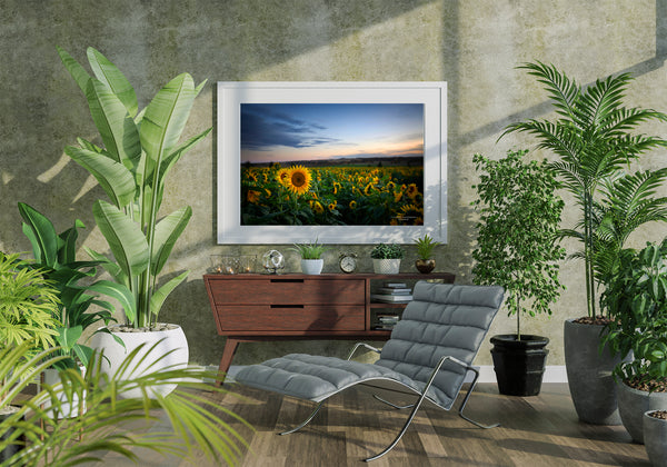 Sunflower Sunset