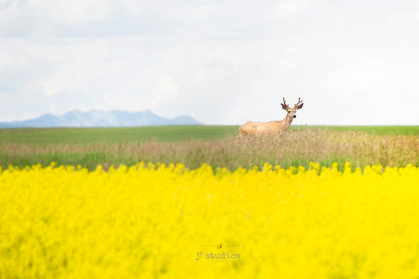 Deer in the Canola