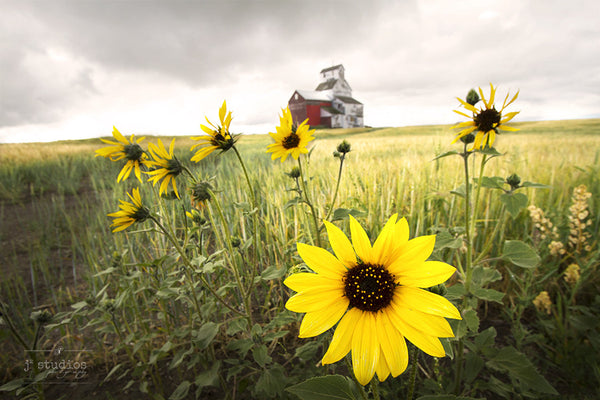 Dreamy uplifting image of bright, happy goldenrod yellow sunflower brightening up the Alberta prairies on a cloudy day. Landscape Photography. Home decor by J2 studios.