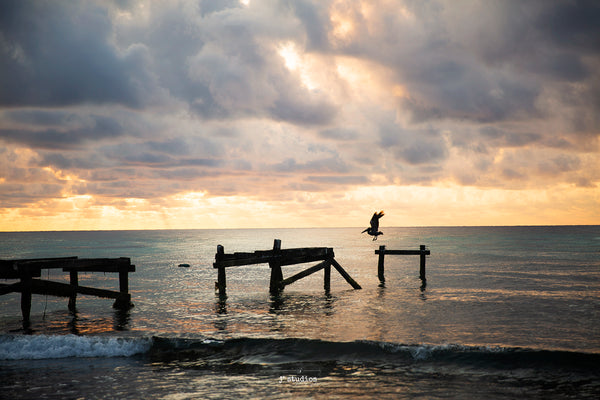 Image of a pelican flying by an abandoned pier in Playa Del Carmen Mexico. Fine Art Photography Print Viceroy Riviera Maya.