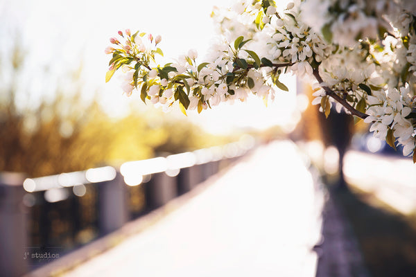 Photograph of a branch of blossoming plum trees on Victoria Promenade in Downtown Edmonton. Springtime wanderlust in modern yeg.
