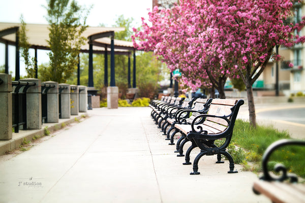 Image of Victoria Promenade in Downtown Edmonton lined with Park Benches, Pink flowering trees and walking paths for cyclists and walkers. Urban life in YEG.