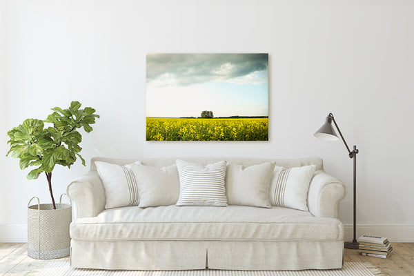 One Tree Field