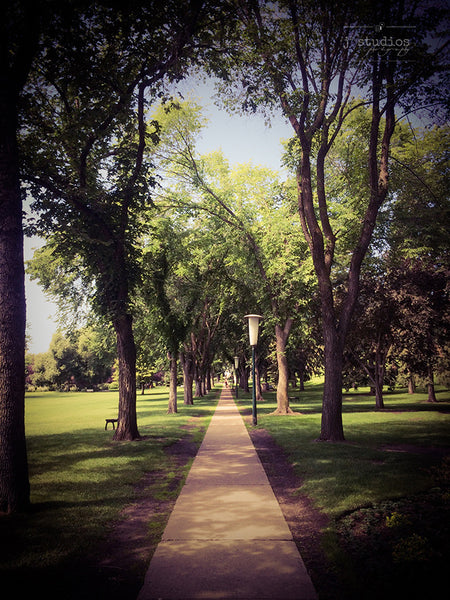 Photograph of a tree lined path on the Alberta Legislature grounds. Urban themed photography.