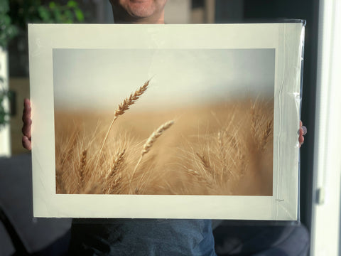 Strand of Wheat 16x22" Fine Art Paper Print