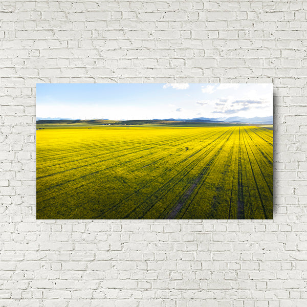 Follow the Lines of Summer