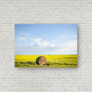 Canola Bale