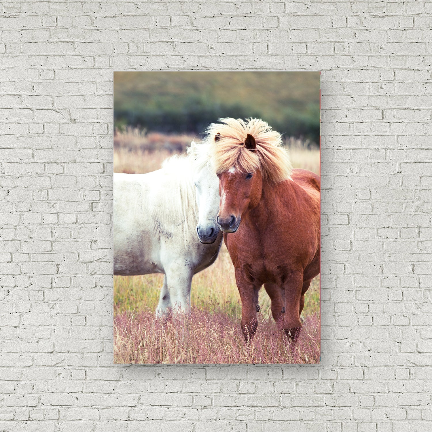 Icelandic Horses