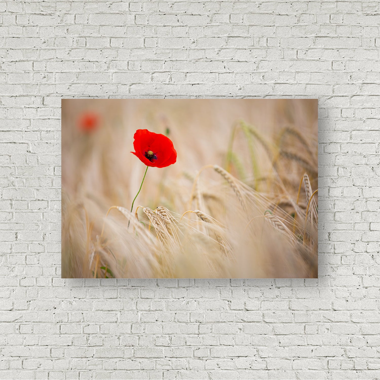 Of Poppies and Barley
