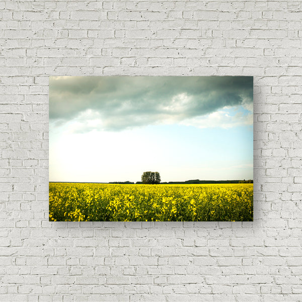 One Tree Field
