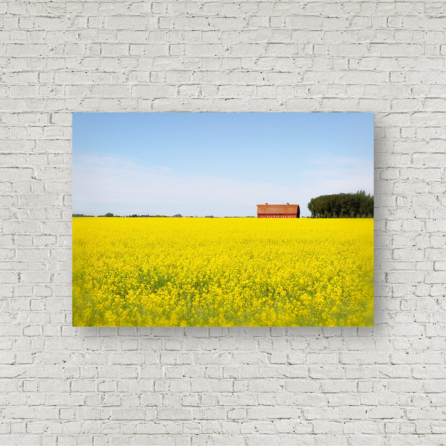 Red Barn Canola