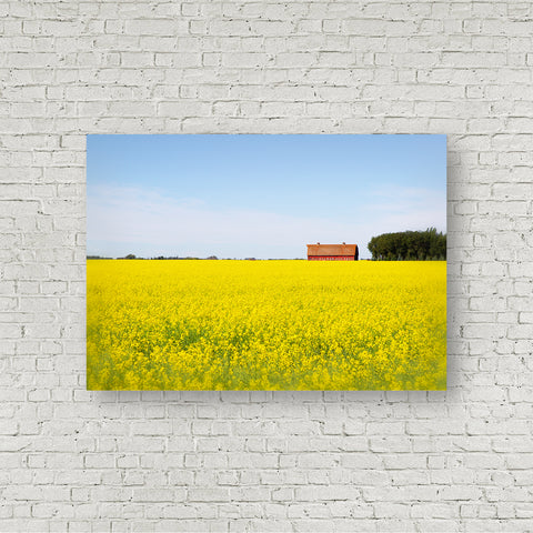 Red Barn Canola