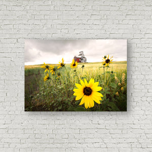 Sunflower on the Prairie