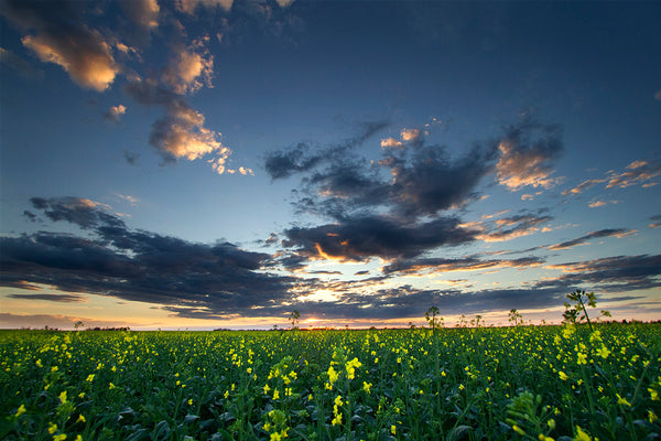 A big field of canola under the twilight summer Alberta skies. Summer in the Canadian Prairies by Edmonton based photographer Larry Jang