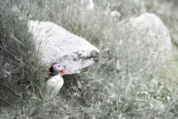 Mr Puffin