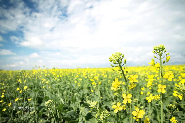 Intimate image of blooming canola flower in a field of harmony. Golden yellow color that is identifies closely with Alberta summers. Iconic Canada photography.