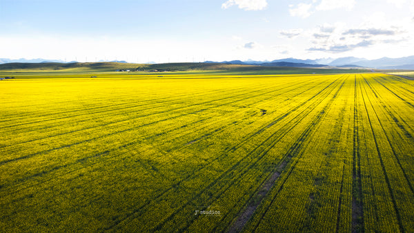 Follow the Lines of Summer