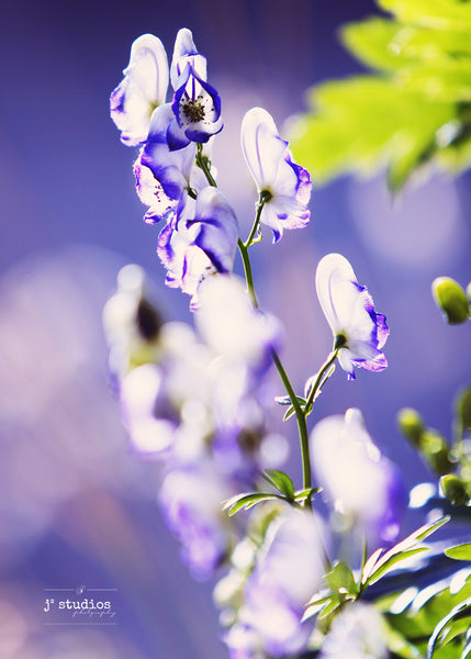 Monkshood Aglow