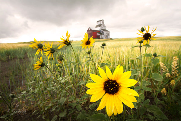Big Matted Art Print Ready to Frame Grain Elevator Field of Sunflowers