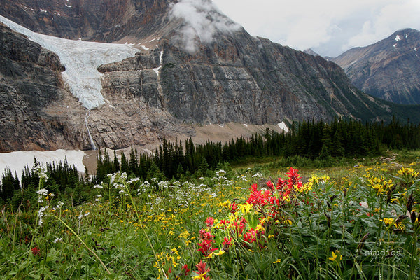 August Bloom is an image of Cavell Meadows and Angel Glacier. Mountain Photography.