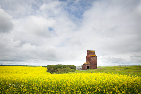 Picture of canola field with a grain elevator under the big prairie sky.