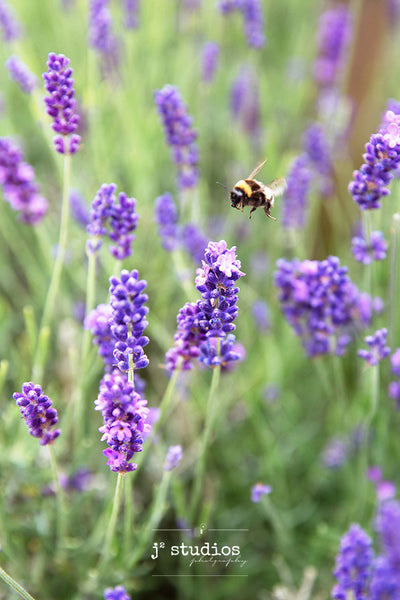 Image of a busy honeybee pollinating a head of lavender flower blooms in Norfolk Lavender in England. Floral Photography.