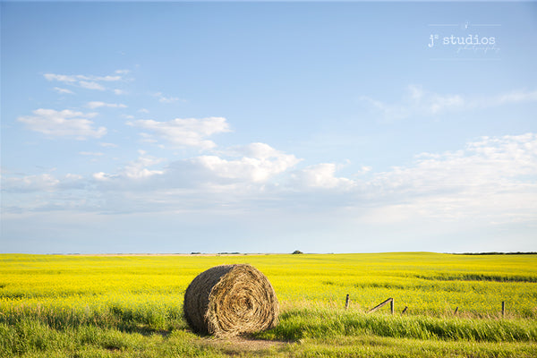 Photograph of a Hay Bale lying on a field of Canola. Prairie Love art print. Rural Photography.