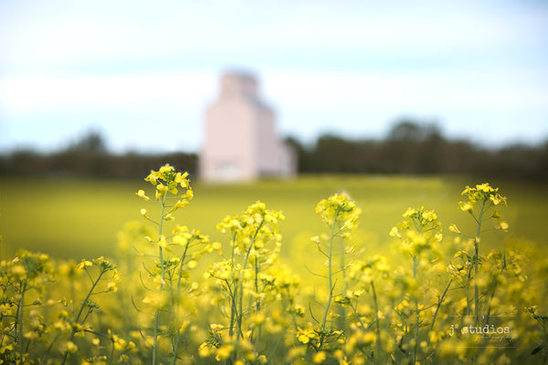 Intimate image of Canola with a glimpse of a grain elevator in the background. Soft and supple prairie photography and imagery.