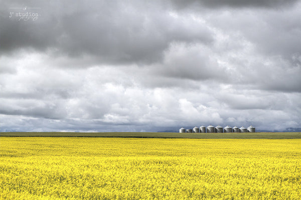 Picture of a golden sea of canola drifting towards a row of grain silos in Southern Alberta under emerging storm clouds.