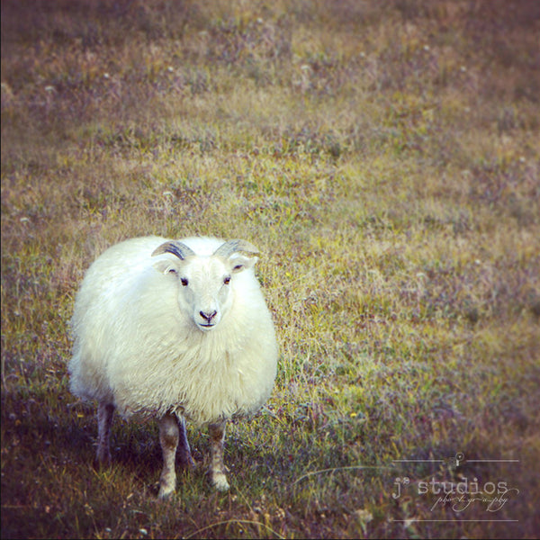 Hello, I'm Cute - Icelandic Sheep Nature Art Photography Print