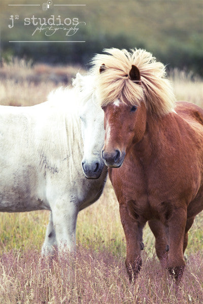 Icelandic Horses - Majestic animals photography art print