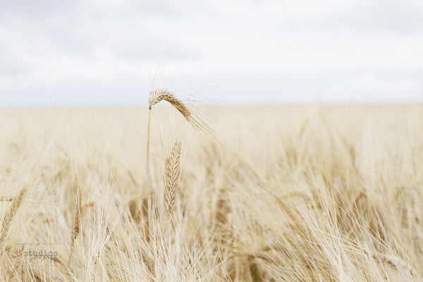 In Your Heart Grows a Place Called Home (No Words) is an art print of a prairie wheat blowing carefree in the wind. Alberta landscape.