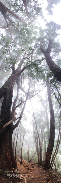 Let's Get Lost is an image of a hiking trail covered in fog in the Kauai forest. Landscape Photography.