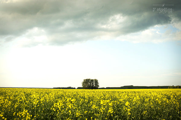 One Tree Field is an art print of a single tree alone in a golden yellow canola field in the Canadian Prairies. Landscape photography.