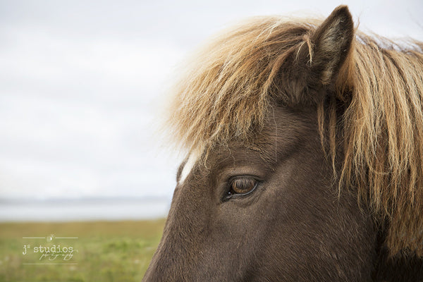 Close up and personal image of an Iceland Horse. Animal Photography.