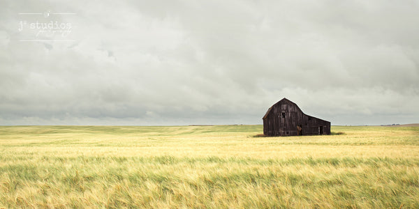 Prairie Dreams is an art print of vast wheat field blowing in the wind with a weathered barn. Alberta landscape photography.