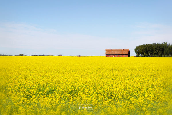  Stunning classic image of a red barn in golden field of Canola in rural Alberta near Edmonton. Canadian Prairies photography by renown photographer Larry Jang.