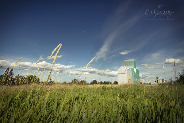 Sentinel Through the Wheat is an image of a Mayerthorpe's grainery through strands of blowing wheat. Grain elevator Photography.